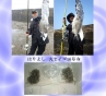 台灣、日本釣友使用日本 HARIYOSHI はりよし遠投用釣鉤釣穫成果
丸セイゴ 白